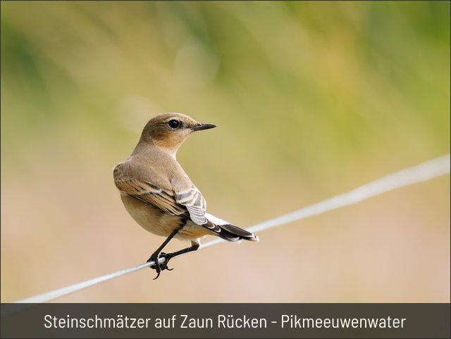 Steinschmätzer auf Zaun Rücken - Pikmeeuwenwater