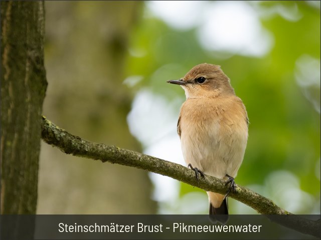 Steinschmätzer Brust - Pikmeeuwenwater