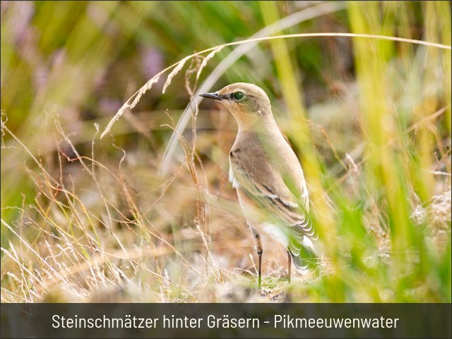 Steinschmätzer hinter Gräsern - Pikmeeuwenwater