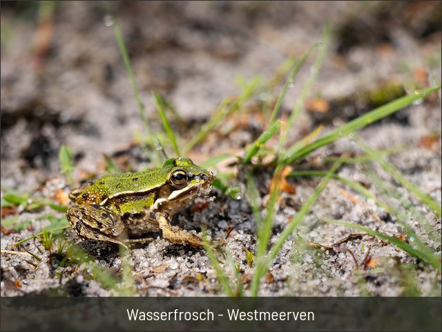 Wasserfrosch - Westmeerven