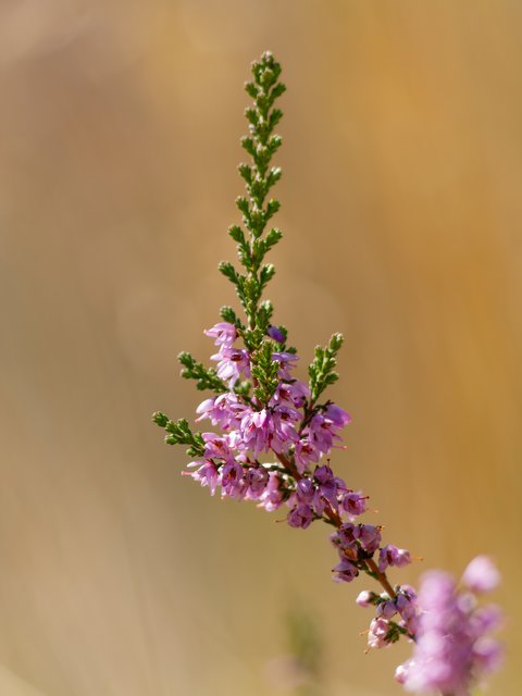 Besenheide - Schlucht