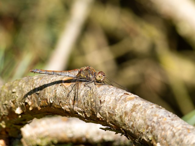 Große Heidelibelle - Op de Heide