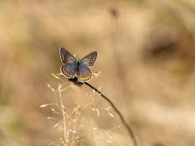 Hauhechel-Bläuling - Op de Heide