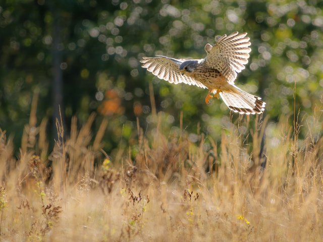 Turmfalke - Brachter Wald