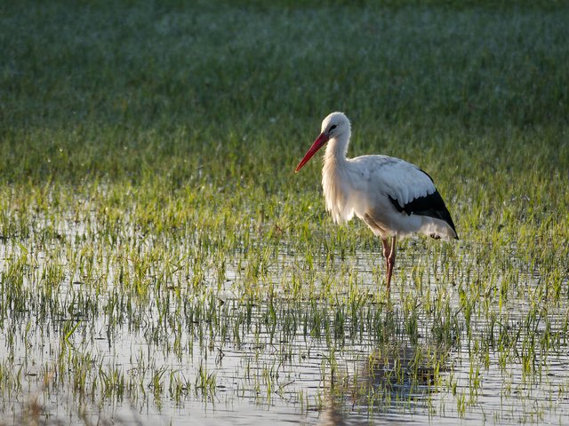 Weißstorch im Wasser - Urdenbacher Kämpe