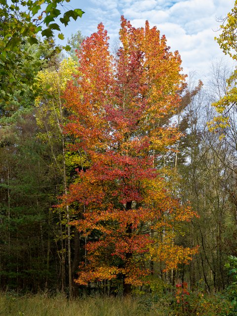 Amerikanischer Amberbaum - Elmpter Schwalmbruch