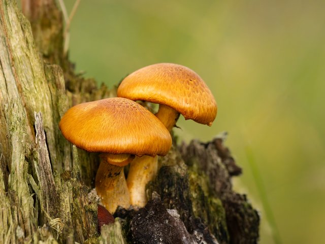 Flämmlinge - Elmpter Schwalmbruch