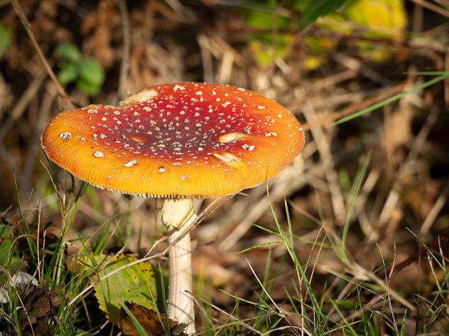 Fliegenpilz - Elmpter Schwalmbruch