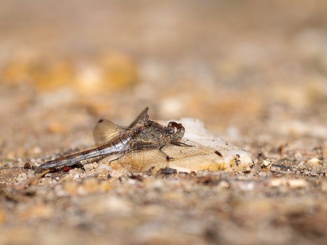 Große Heidelibelle - Elmpter Schwalmbruch