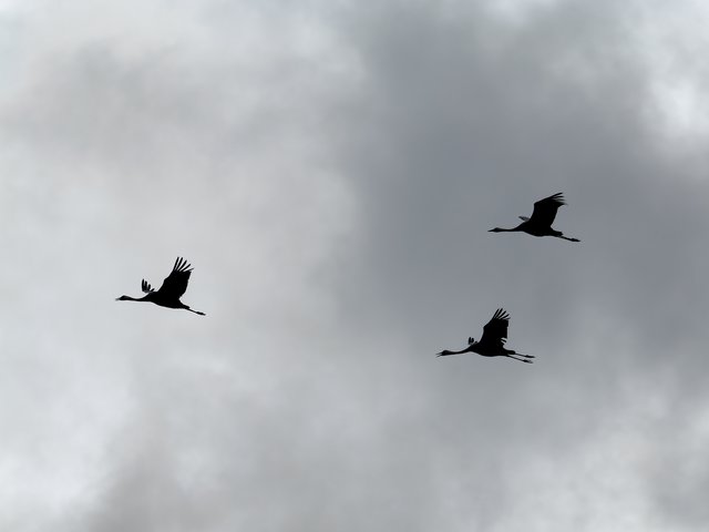 Kranichsilhouetten - Elmpter Schwalmbruch