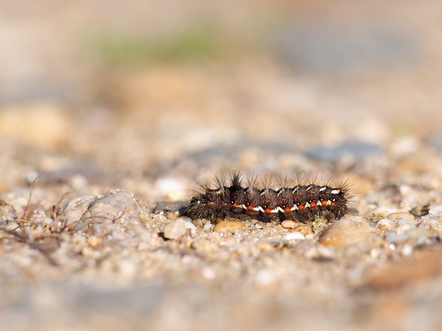 Raupe der Ampfer-Rindeneule - Elmpter Schwalmbruch
