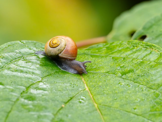 Bänderschnecke - Urdenbacher Kämpe