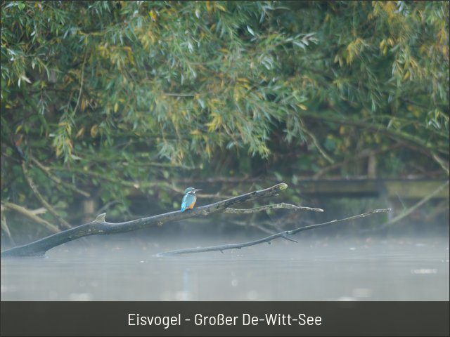 Eisvogel - Großer De-Witt-See