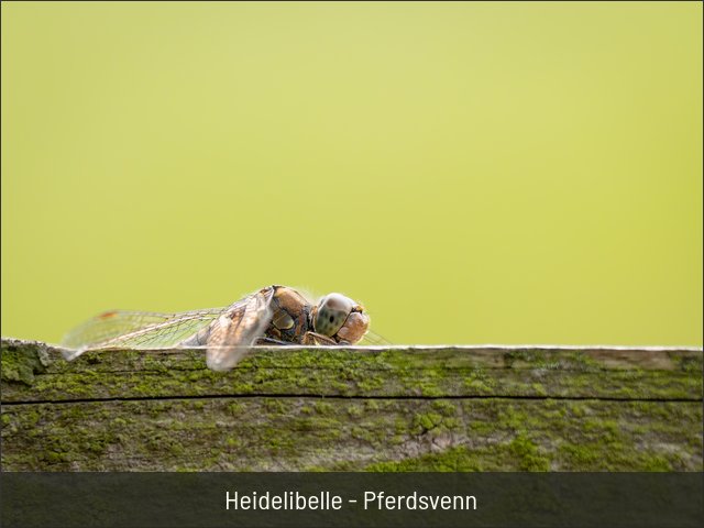 Heidelibelle - Pferdsvenn