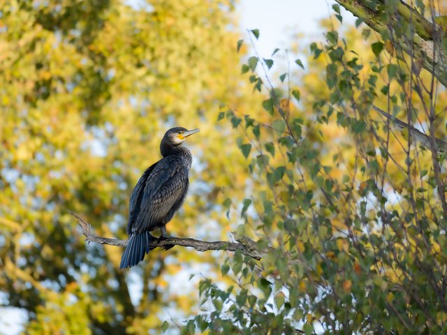 Kormoran auf Ast - An der Nette