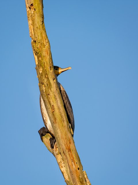 Kormoran hinter Ast - An der Nette