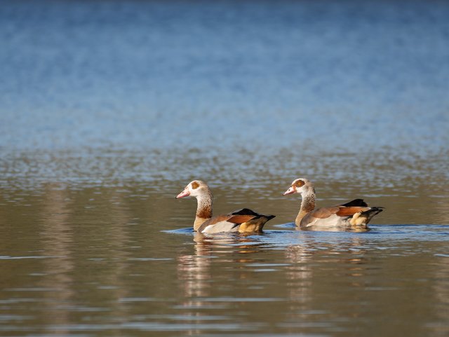 Nilgänse - Hinsbecker Bruch