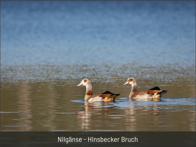 Nilgänse - Hinsbecker Bruch