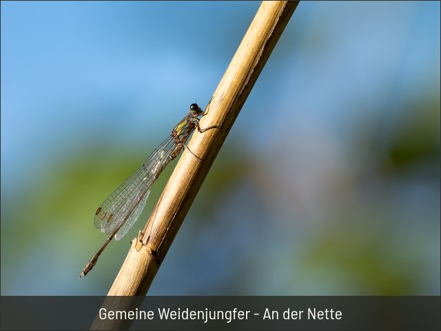 Gemeine Weidenjungfer - An der Nette