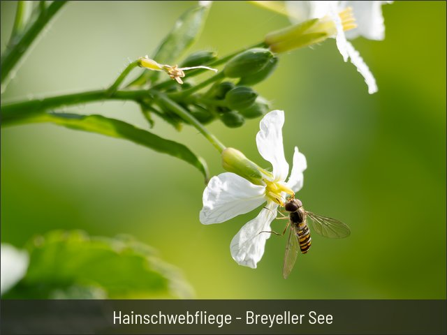 Hainschwebfliege - Breyeller See