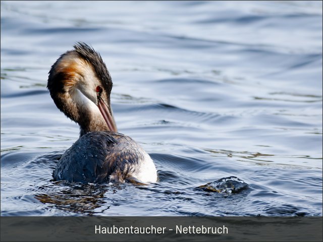 Haubentaucher - Nettebruch