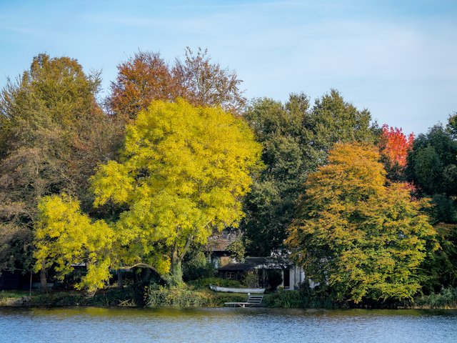 Herbstbäume - Nettebruch