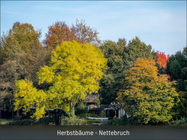 Herbstbäume - Nettebruch
