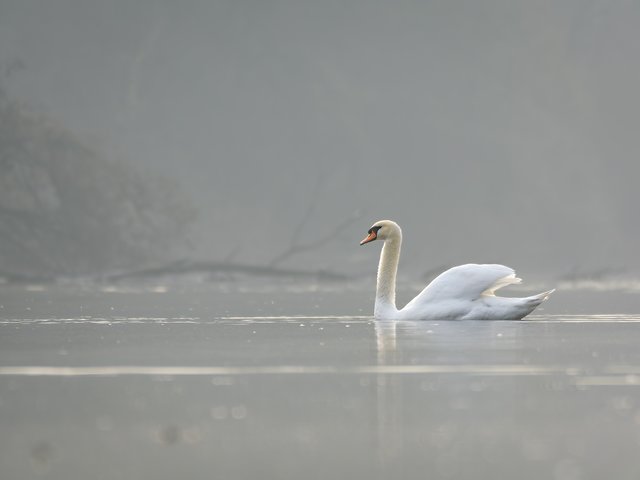 Höckerschwan - Großer De-Witt-See