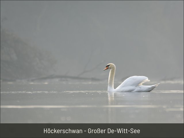 Höckerschwan - Großer De-Witt-See