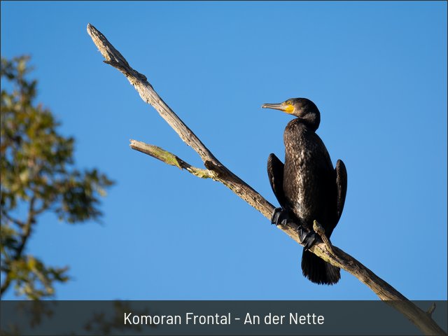 Komoran Frontal - An der Nette