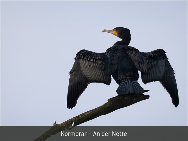 Kormoran - An der Nette