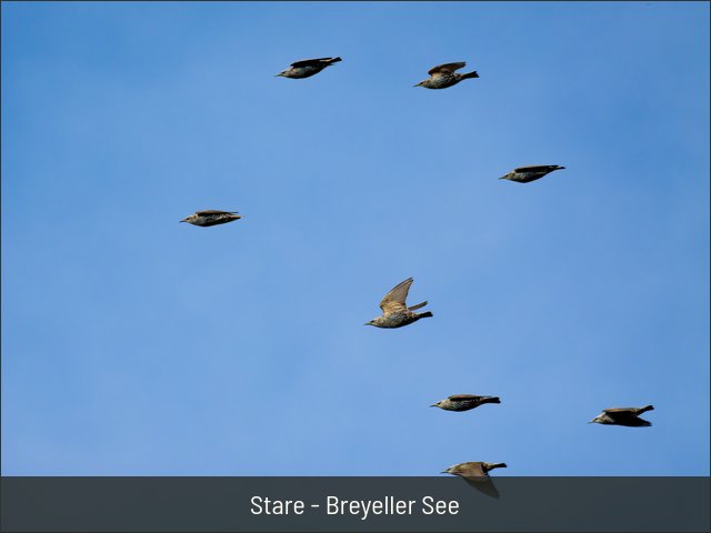 Stare - Breyeller See