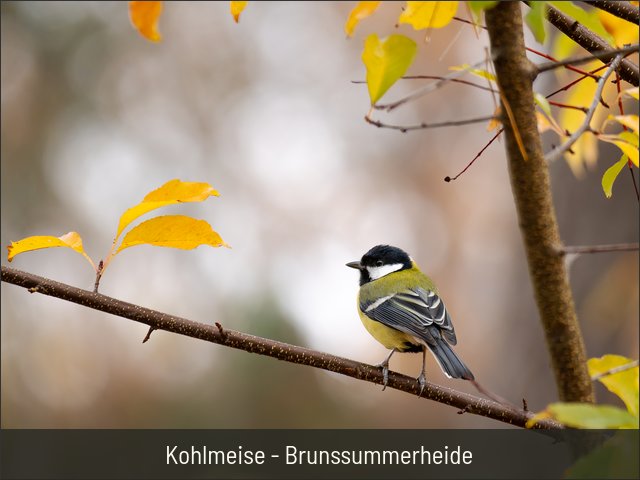 Kohlmeise - Brunssummerheide
