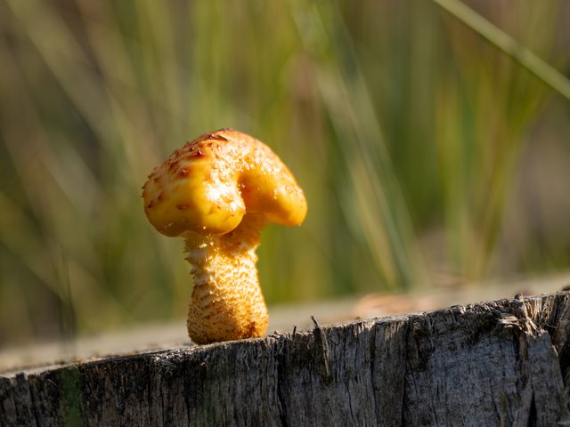 Schleimiger Schüppling - Brunssummerheide