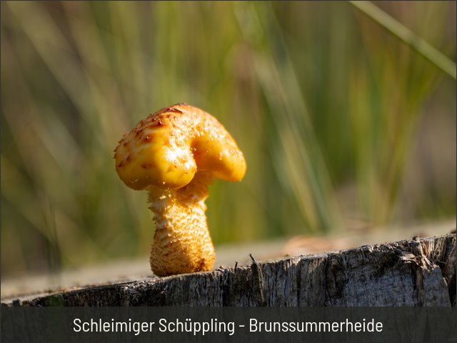 Schleimiger Schüppling - Brunssummerheide