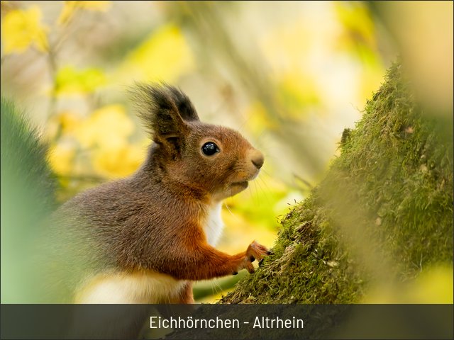 Eichhörnchen - Altrhein