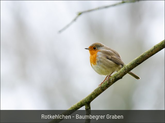 Rotkehlchen - Baumbegrer Graben