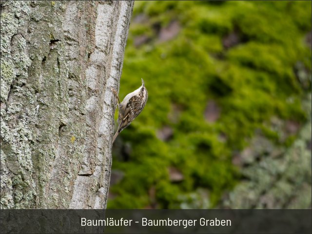 Baumläufer - Baumberger Graben