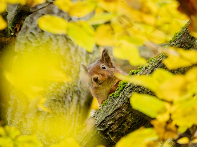 Eichhörnchen - Altrhein