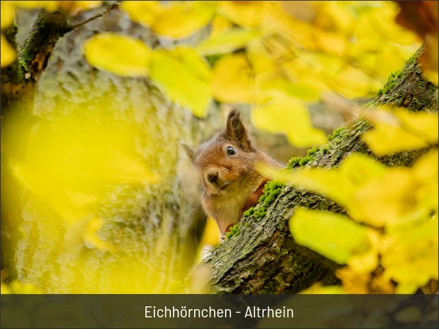 Eichhörnchen - Altrhein