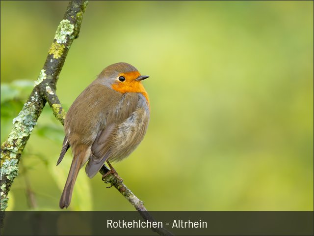 Rotkehlchen - Altrhein