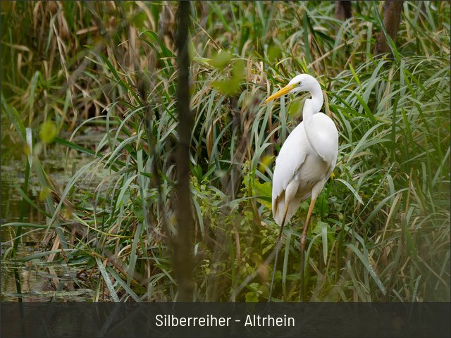Silberreiher - Altrhein