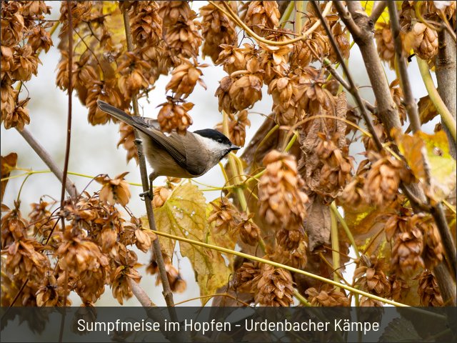 Sumpfmeise im Hopfen - Urdenbacher Kämpe
