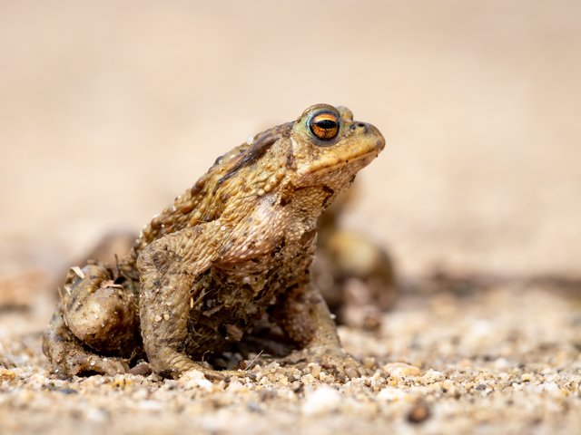 Erdkröte - Elmpter Schwalmbruch