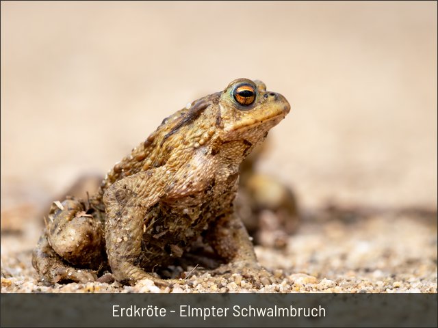 Erdkröte - Elmpter Schwalmbruch