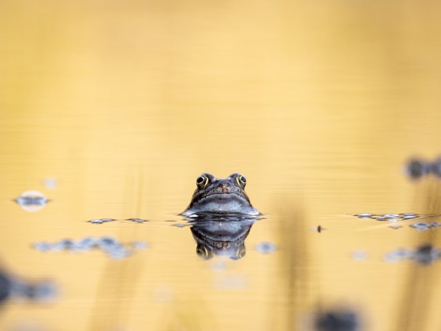 Grasfrosch - Elmpter Schwalmbruch