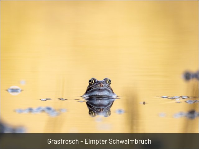 Grasfrosch - Elmpter Schwalmbruch