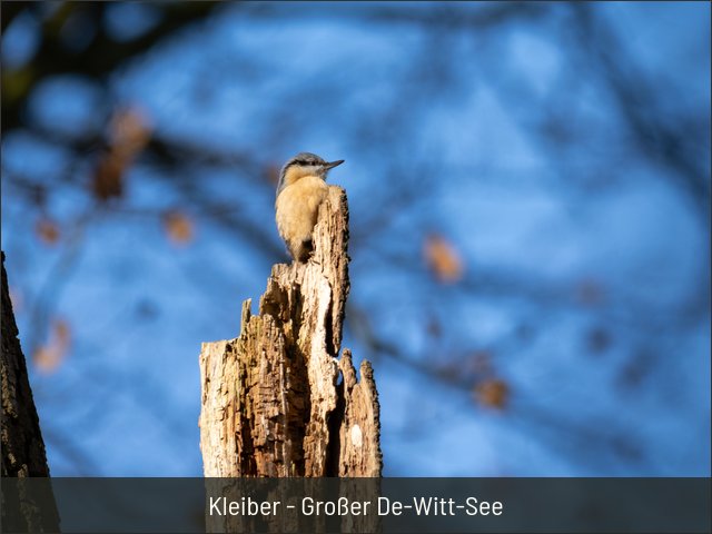Kleiber - Großer De-Witt-See