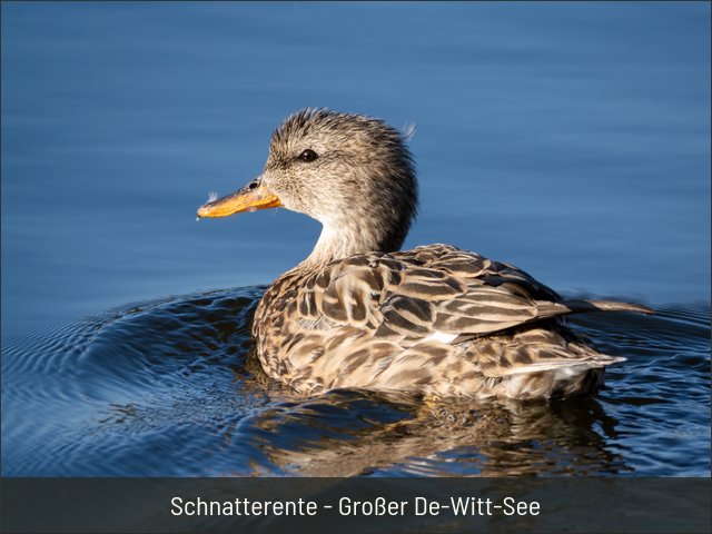 Schnatterente - Großer De-Witt-See