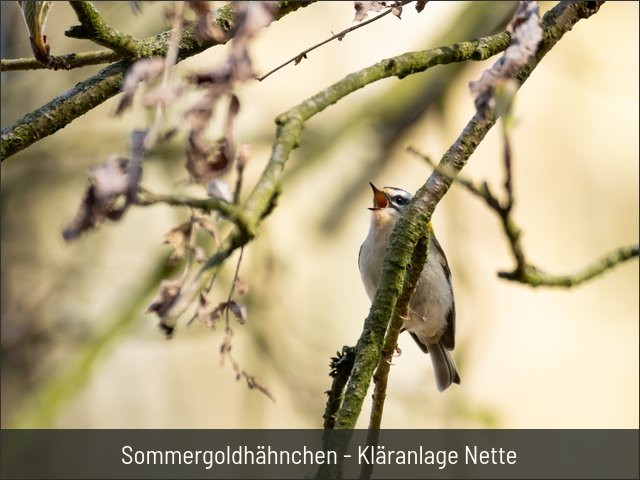 Sommergoldhähnchen - Kläranlage Nette